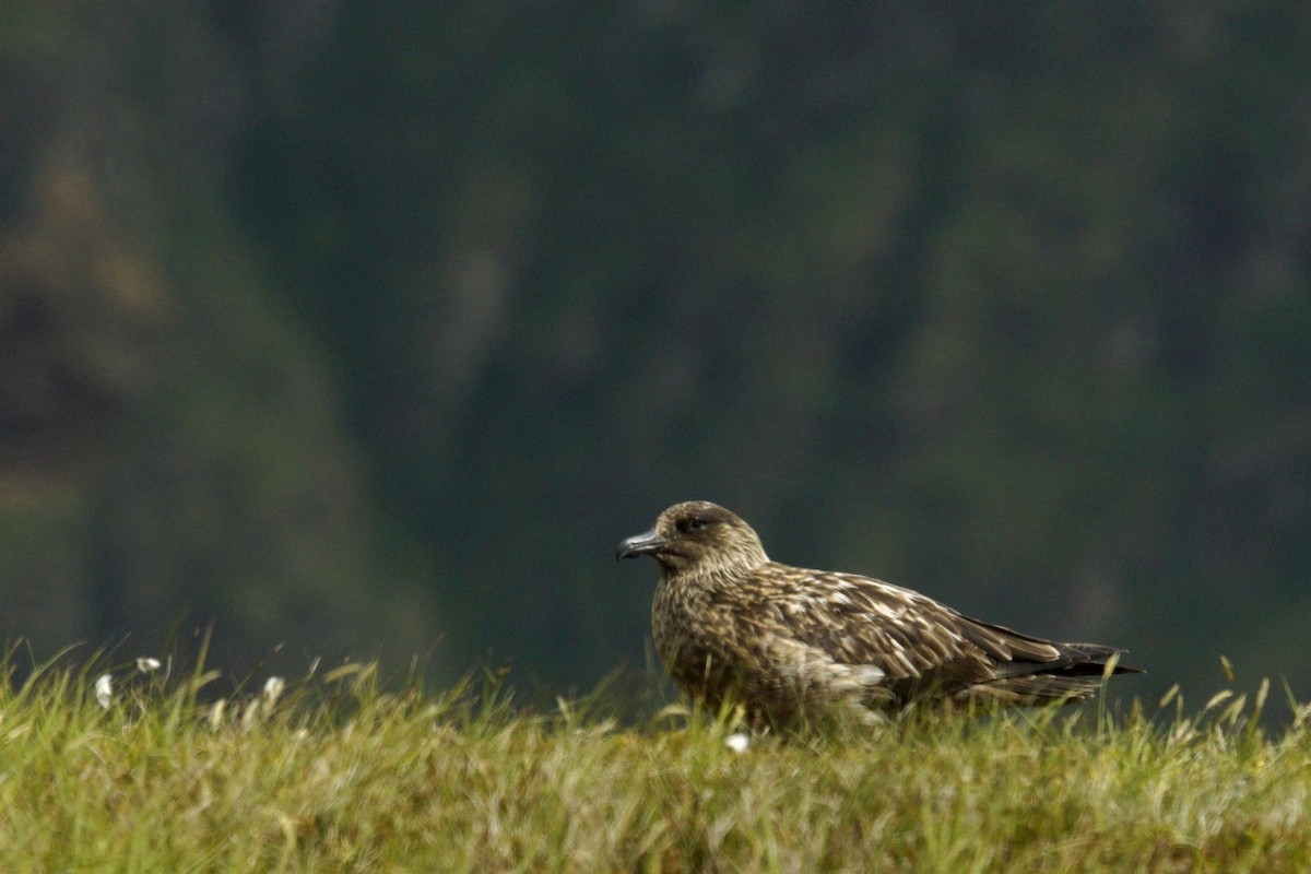 Great Skua - ML620174824