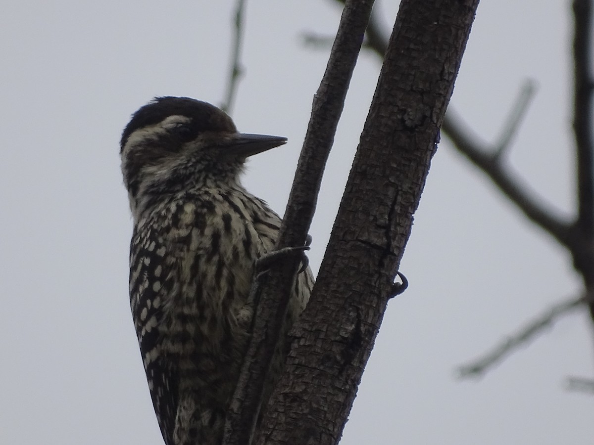 Striped Woodpecker - ML620174830