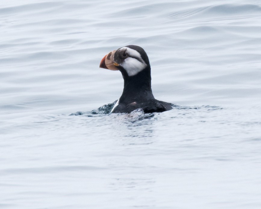 Horned Puffin - ML620174831