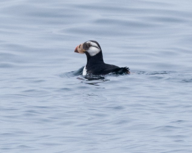 Horned Puffin - ML620174833