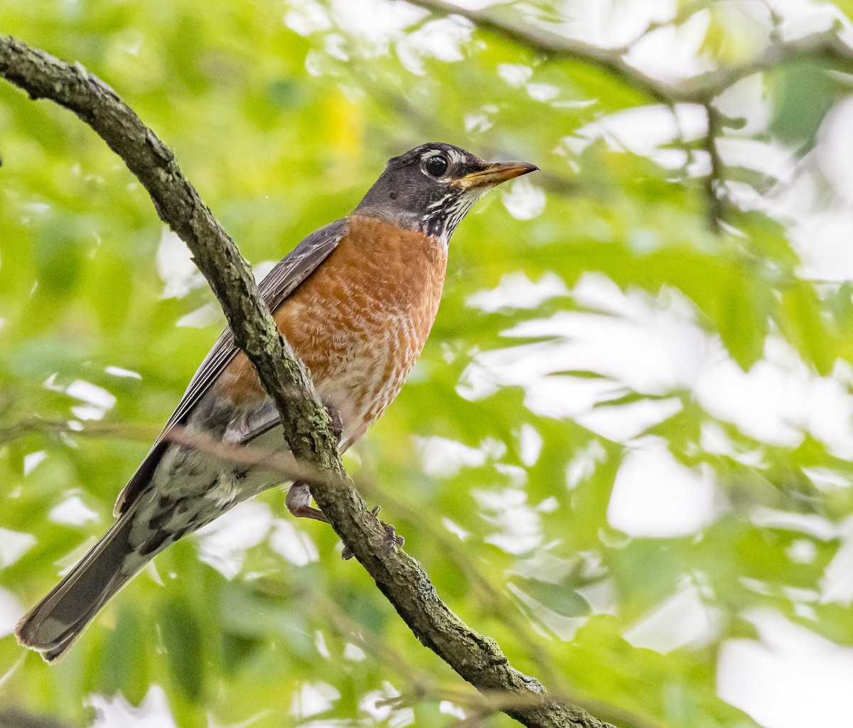 American Robin - ML620174834