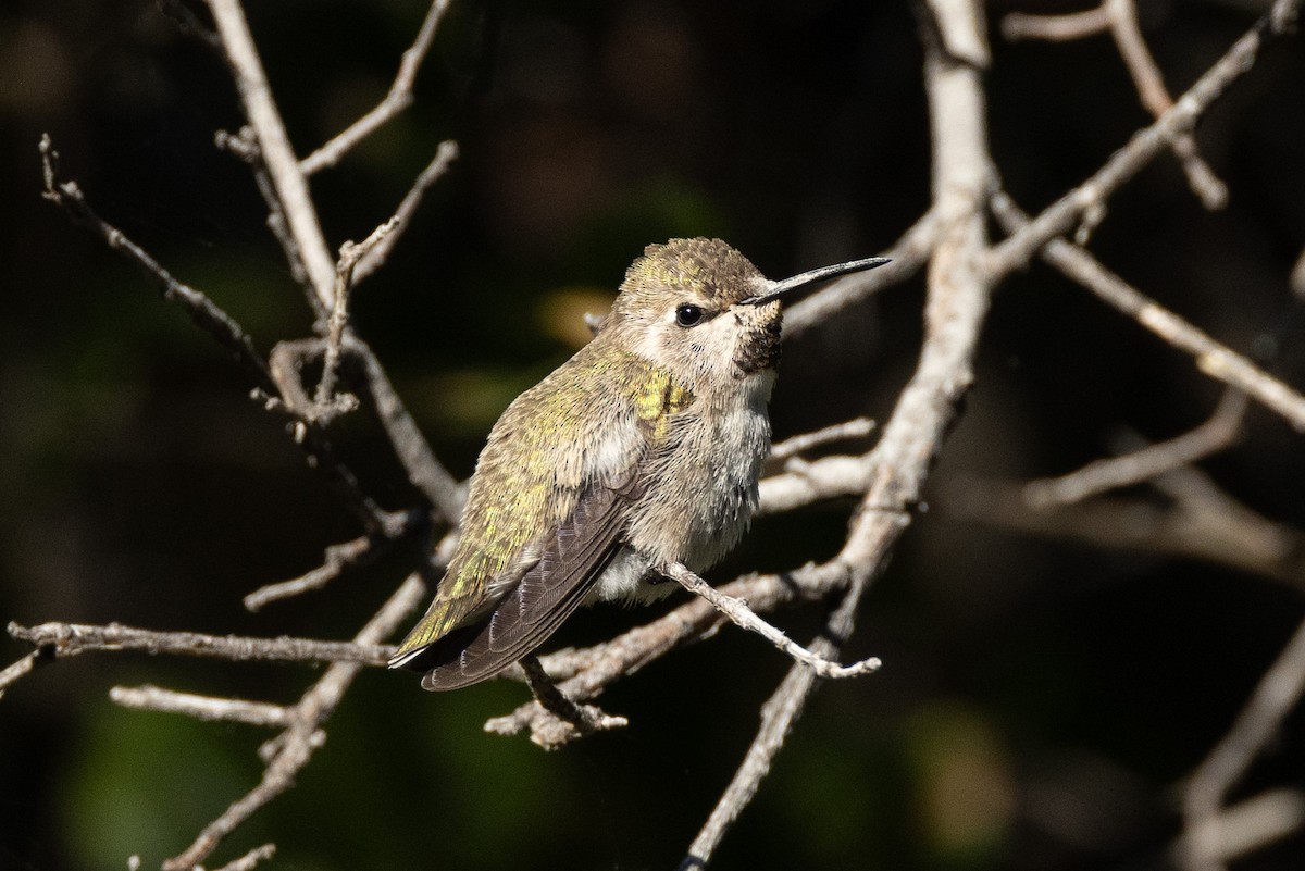 Costa's Hummingbird - ML620174846