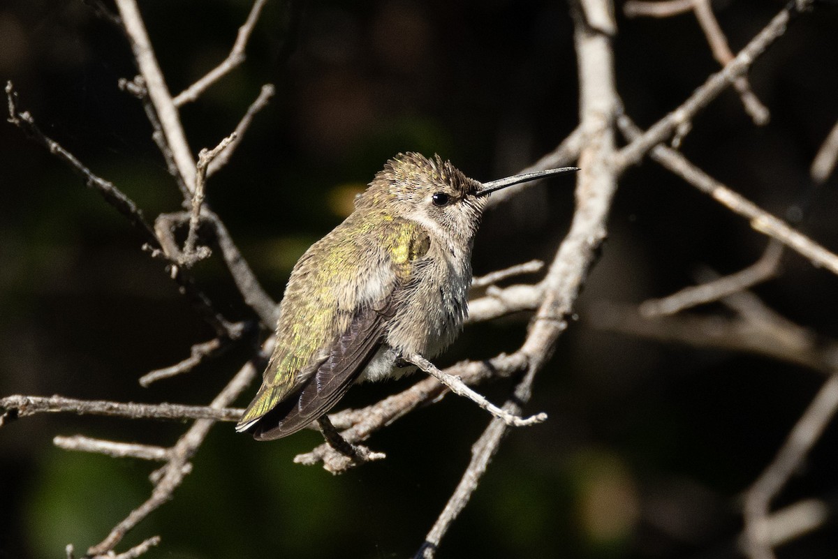 Costa's Hummingbird - ML620174847