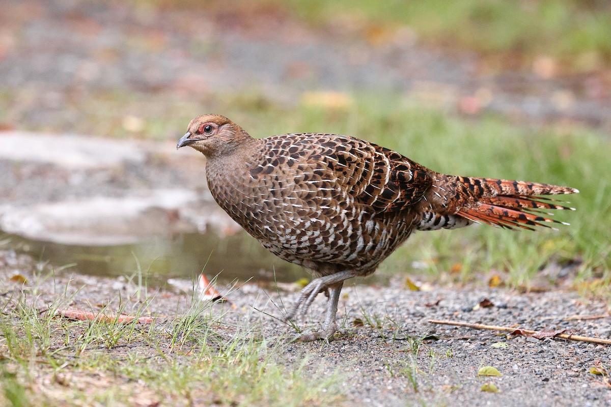 Mikado Pheasant - ML620174848