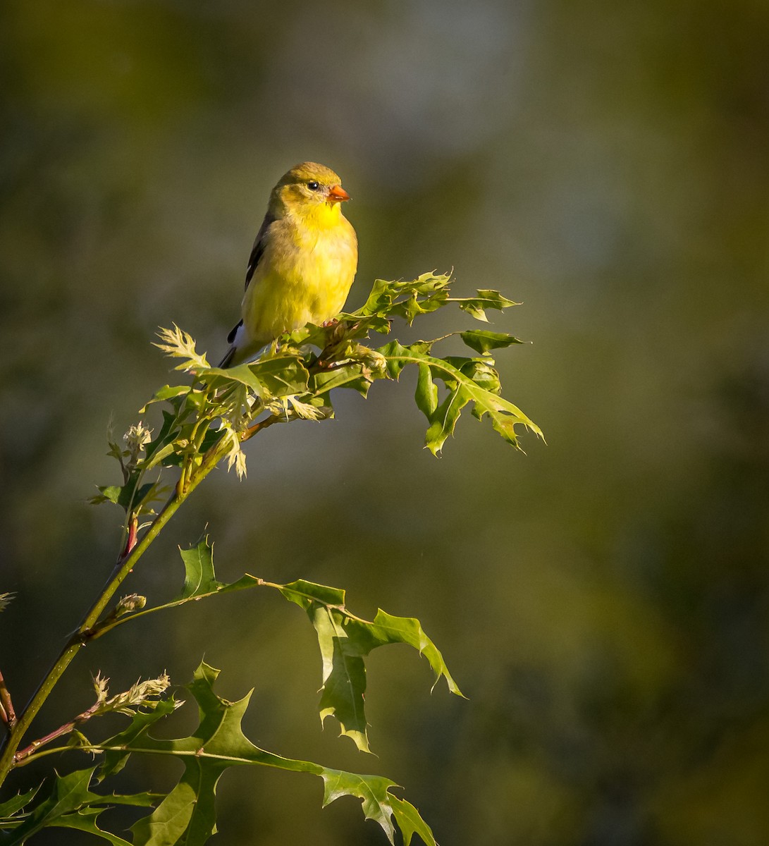 American Goldfinch - ML620174849