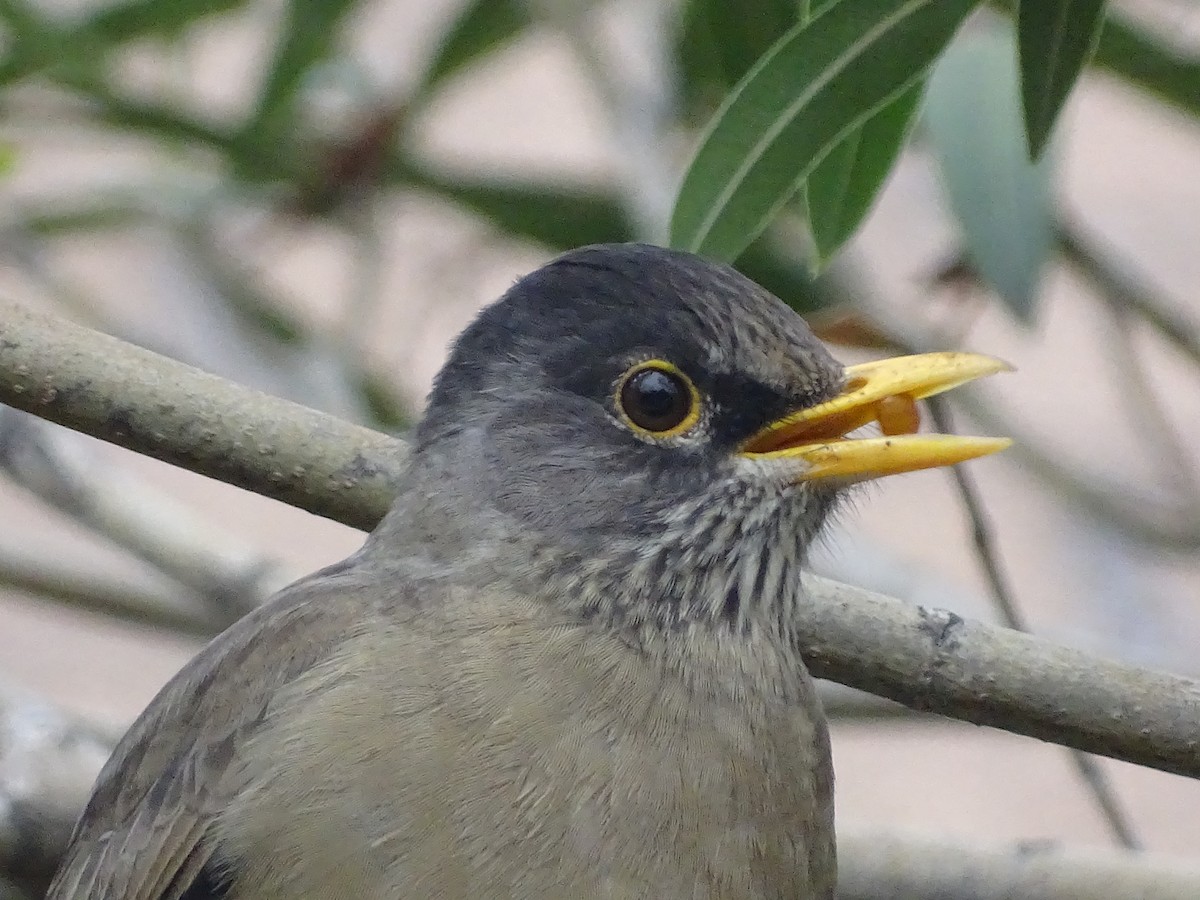 Austral Thrush - ML620174851