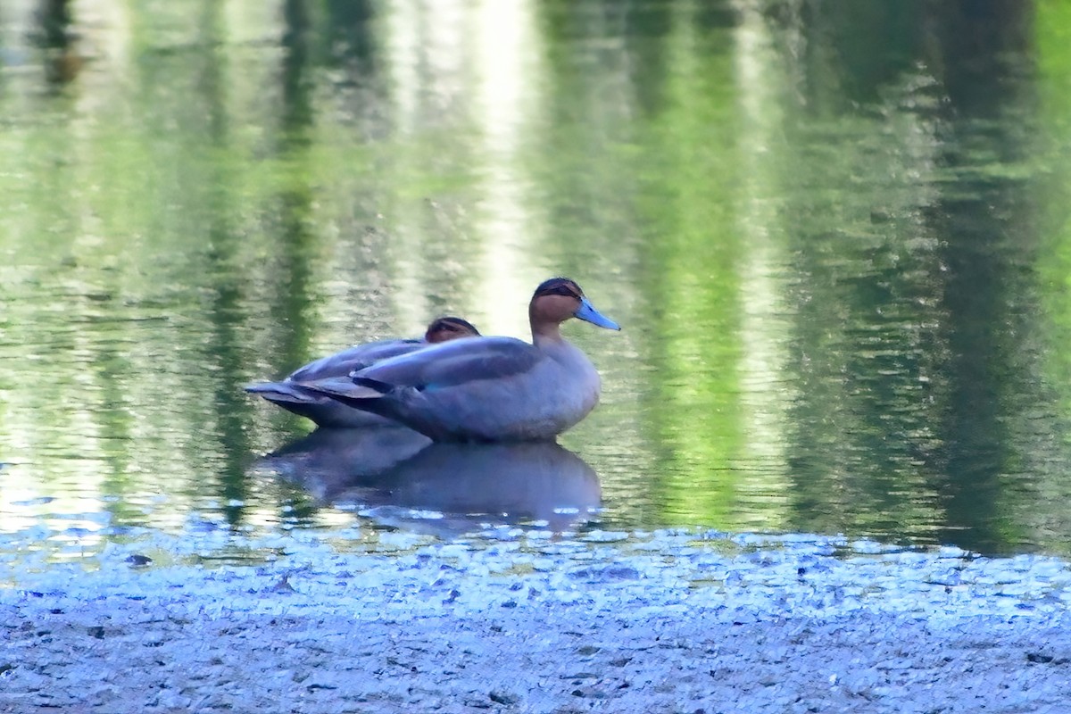 Philippine Duck - ML620174853