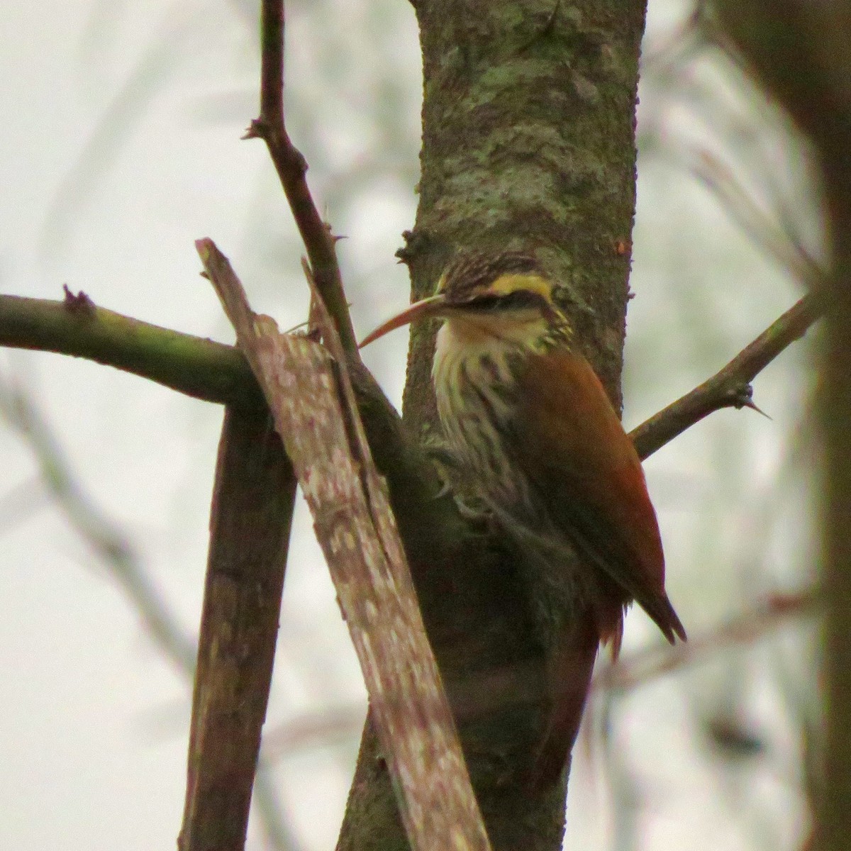 Narrow-billed Woodcreeper - ML620174859