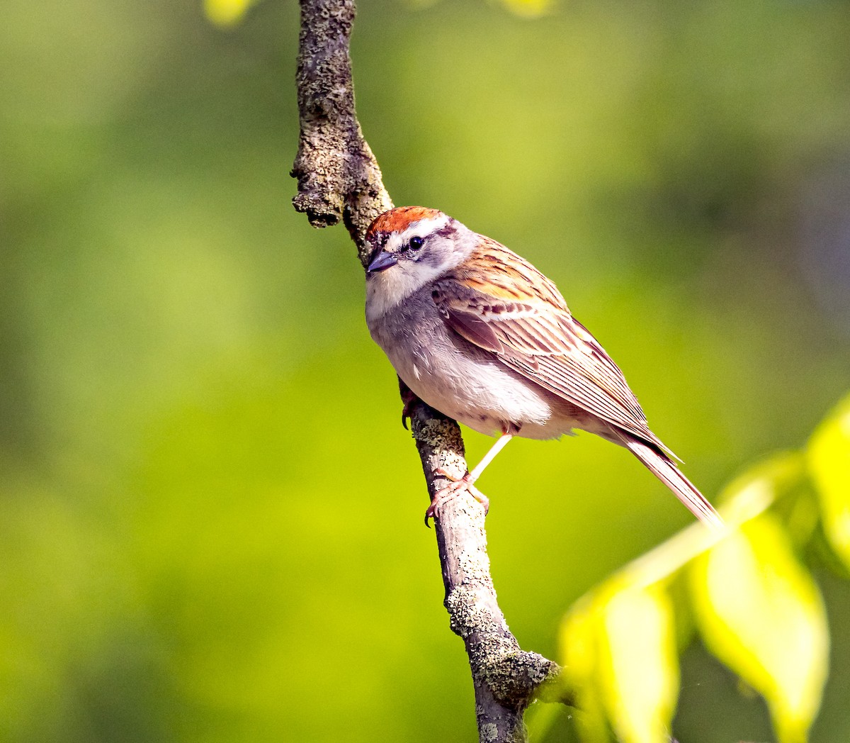 Chipping Sparrow - ML620174861