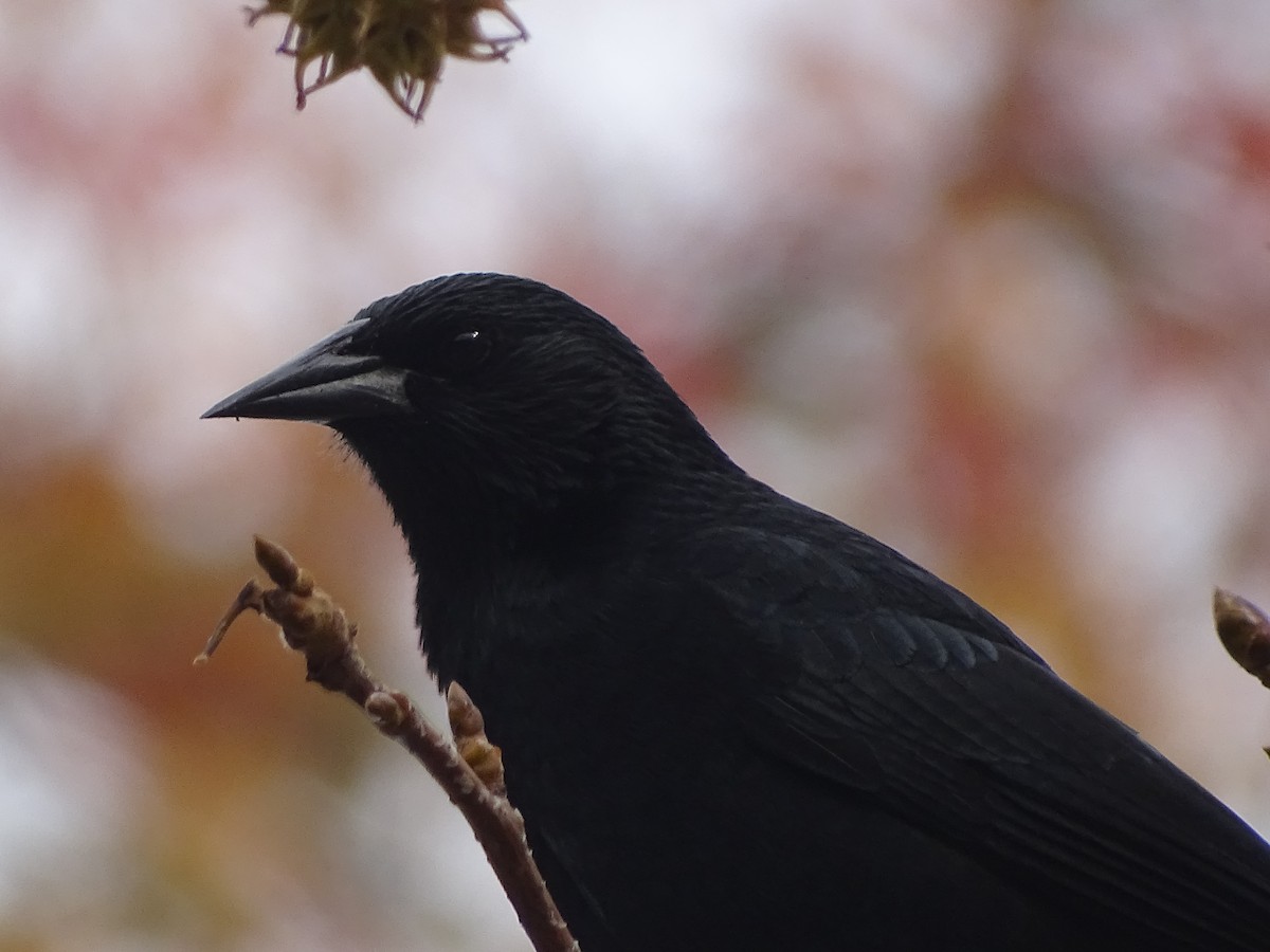 Austral Blackbird - ML620174863