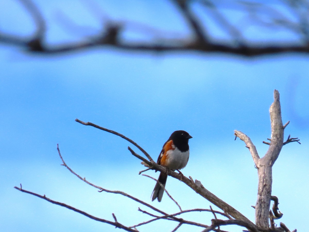 Eastern Towhee - ML620174864