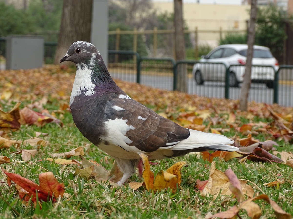 Rock Pigeon (Feral Pigeon) - ML620174866