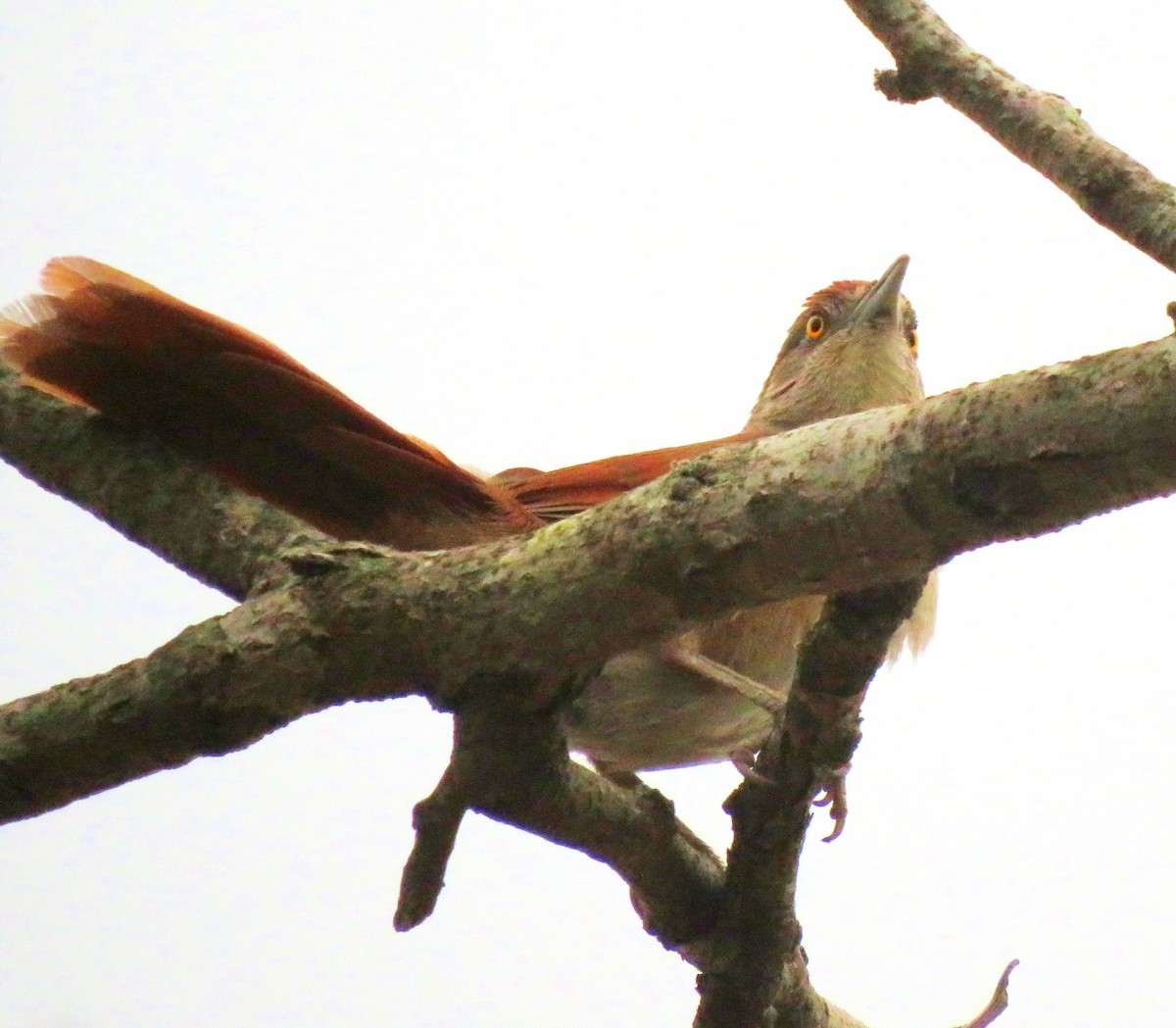 Greater Thornbird - diego catala