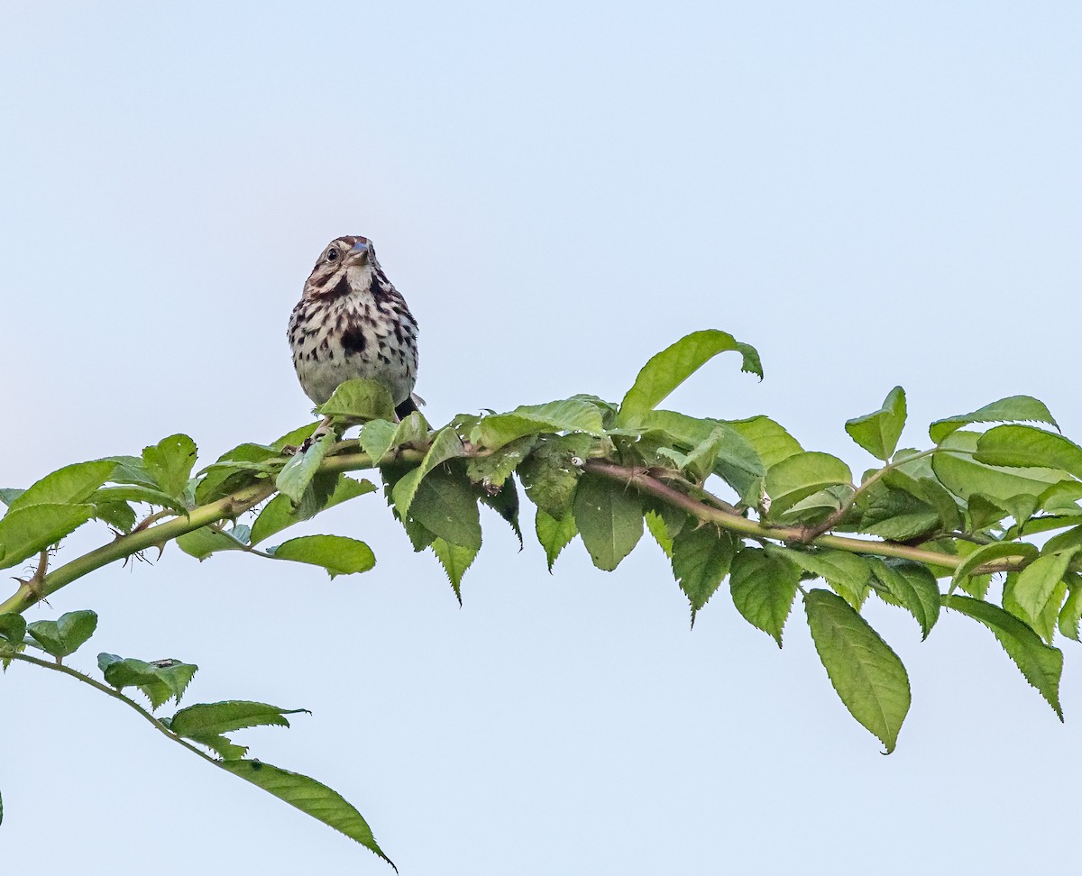 Song Sparrow - ML620174870