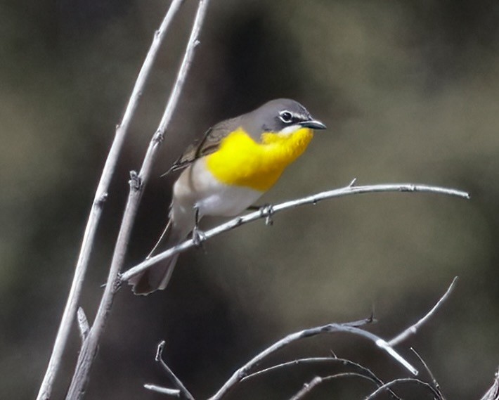Yellow-breasted Chat - ML620174879