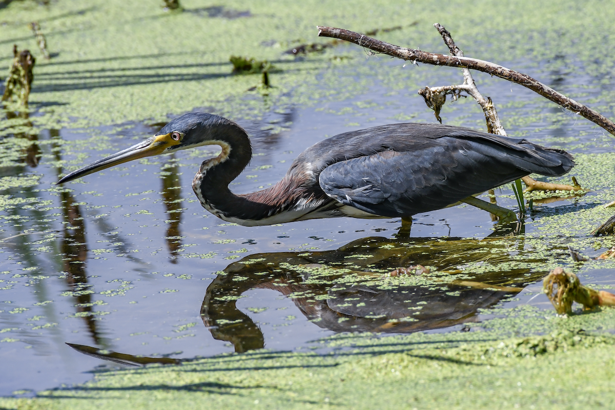 Tricolored Heron - ML620174904