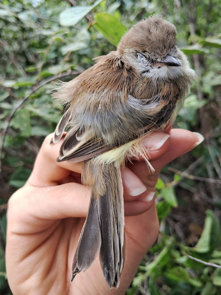 Southern Mouse-colored Tyrannulet - ML620174906