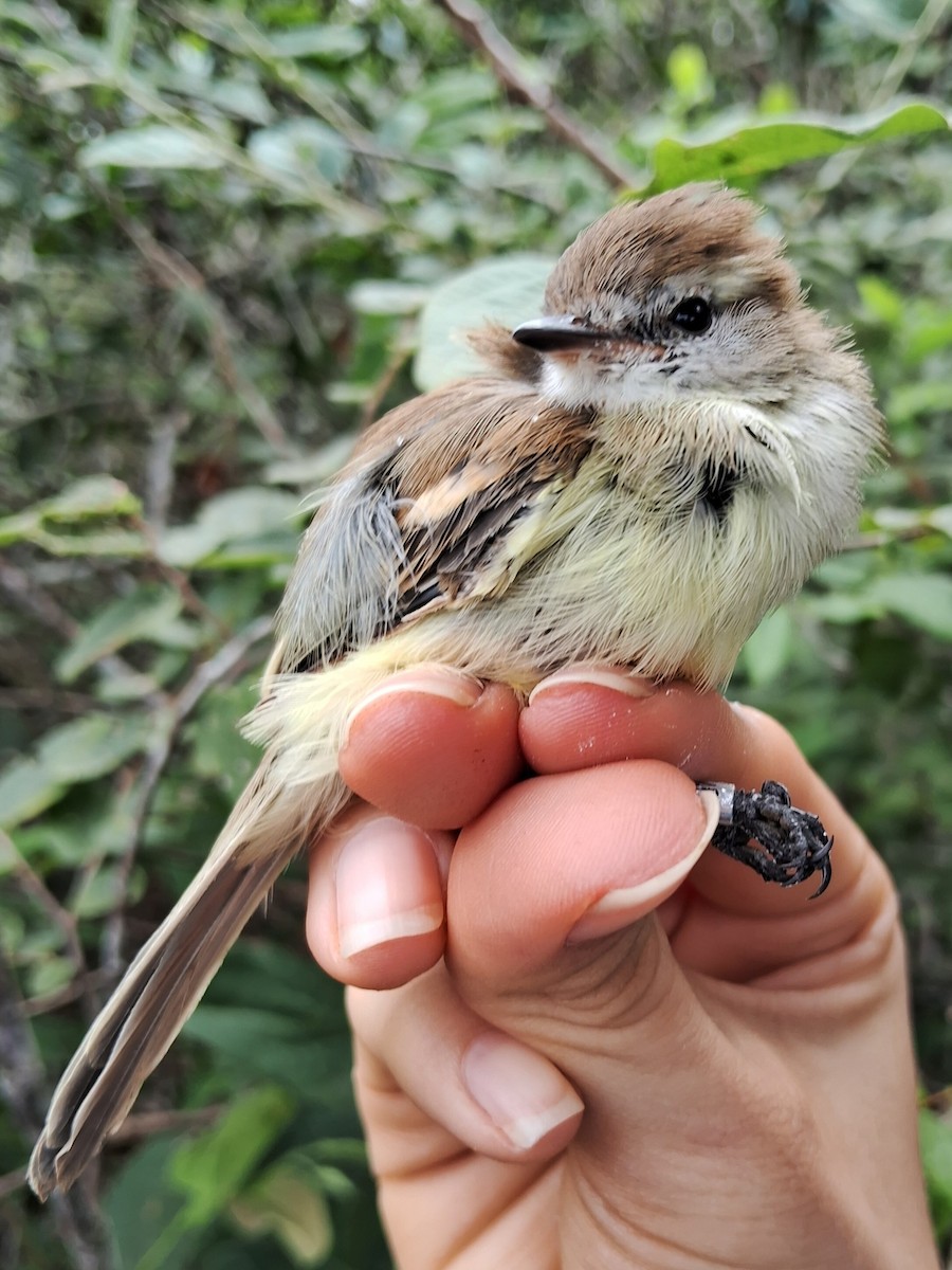 Southern Mouse-colored Tyrannulet - Valeria Torrado