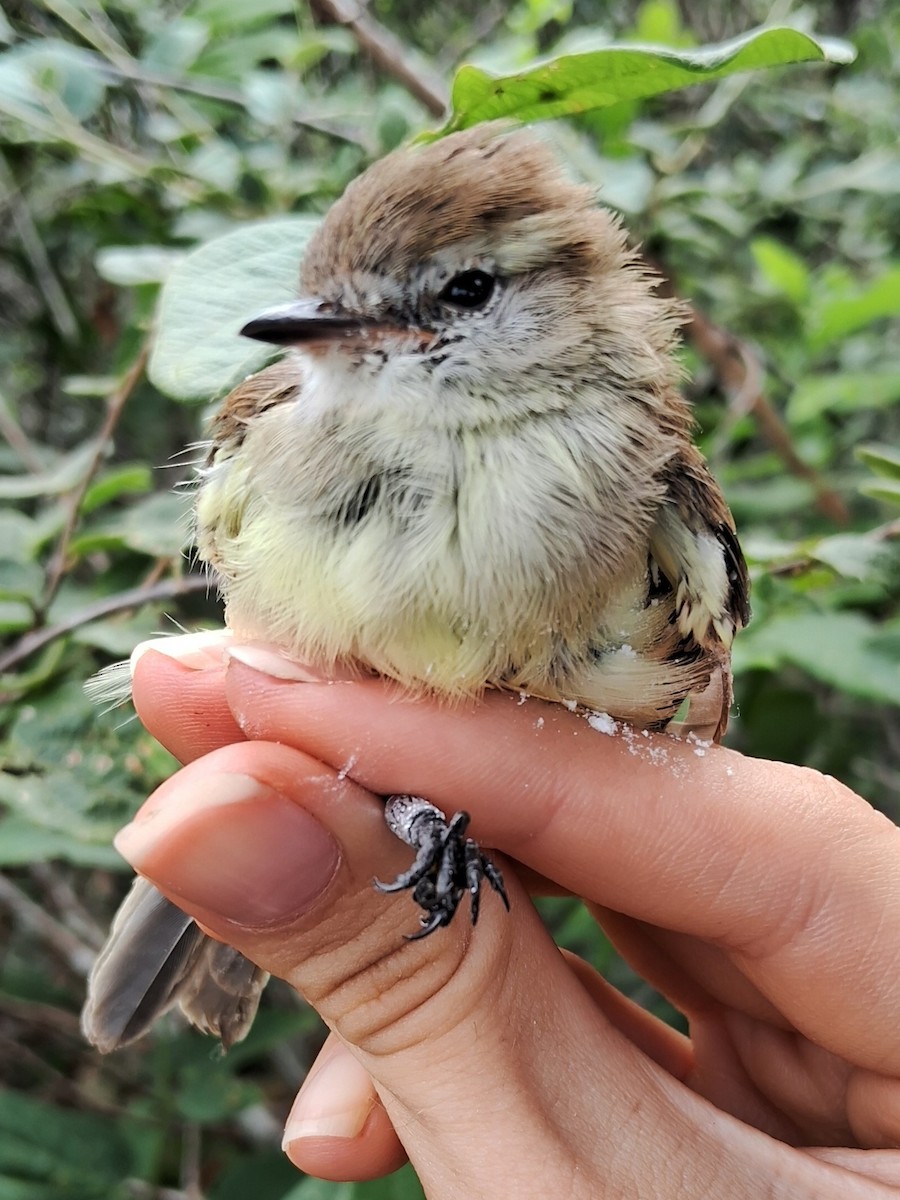 Southern Mouse-colored Tyrannulet - ML620174908