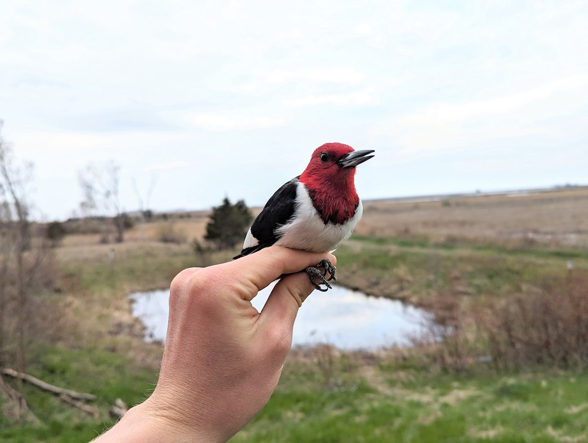 Red-headed Woodpecker - ML620174914