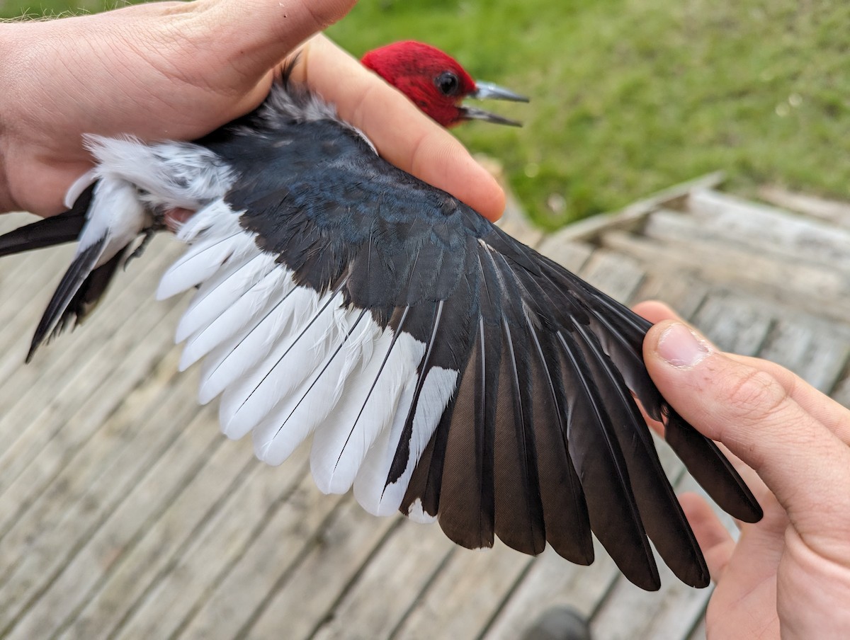 Red-headed Woodpecker - ML620174916