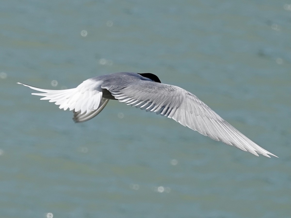 Arctic Tern - ML620174922