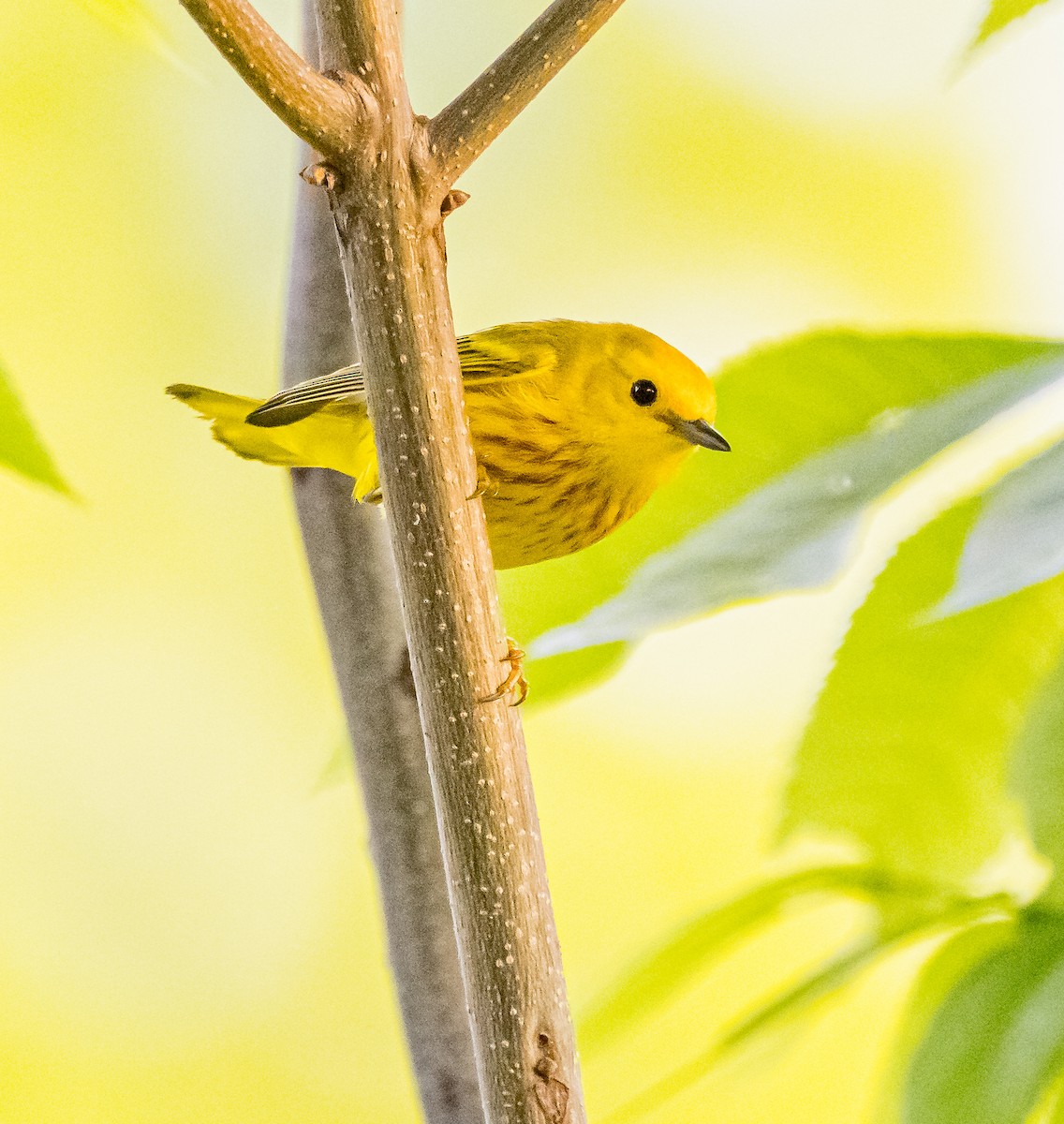 Yellow Warbler - ML620174932