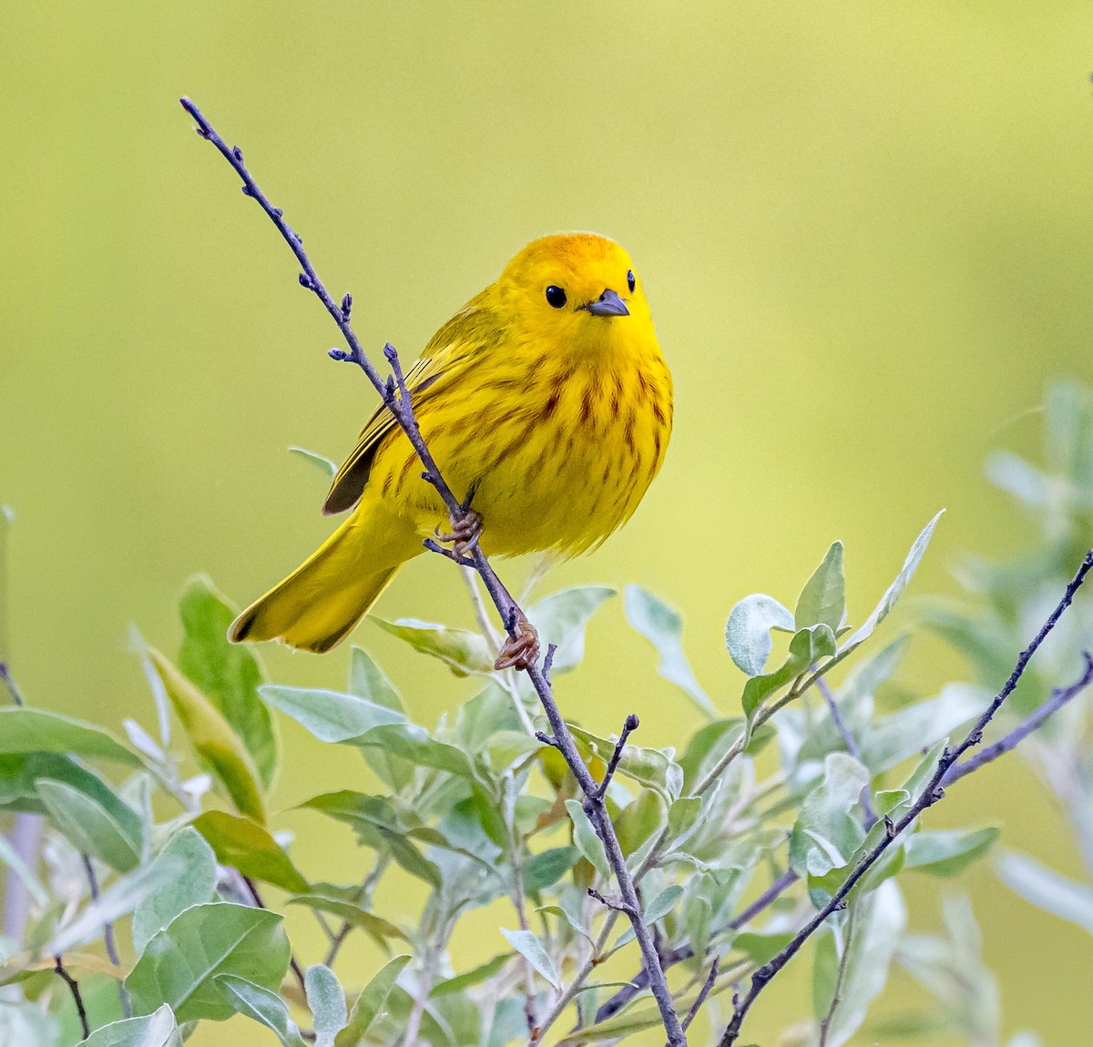 Yellow Warbler - ML620174934