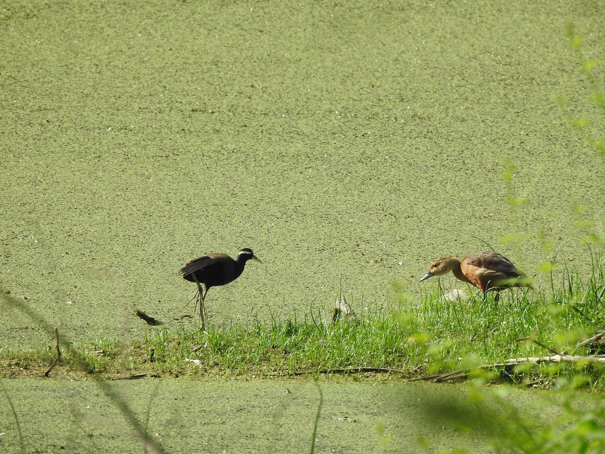 Bronze-winged Jacana - ML620174937