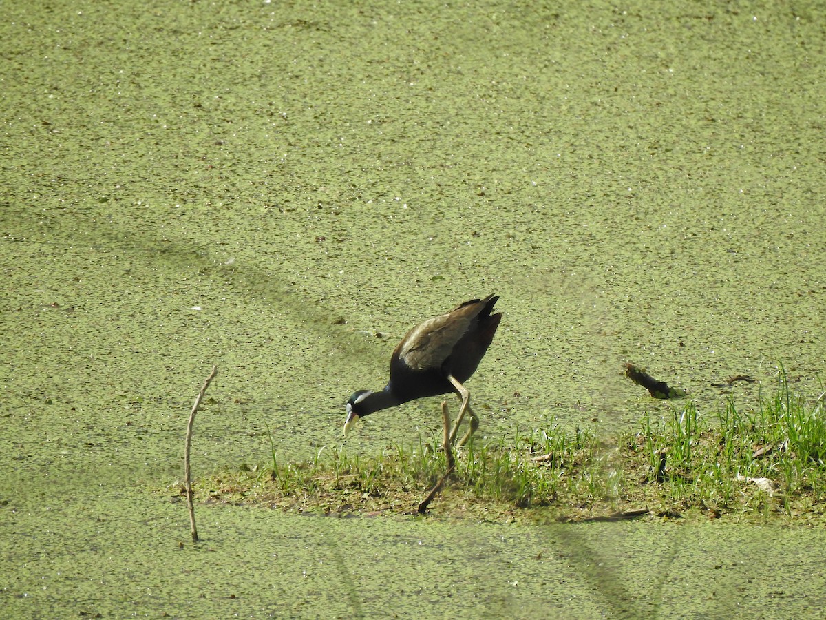 Bronze-winged Jacana - ML620174940