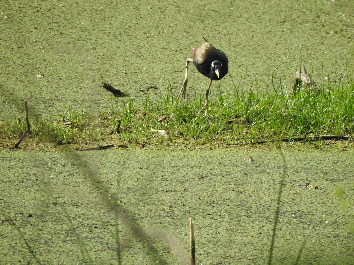 Bronze-winged Jacana - ML620174943