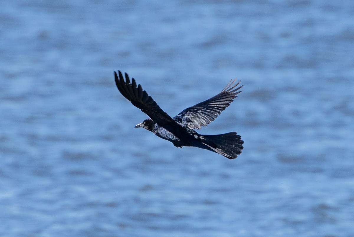 Boat-tailed Grackle - ML620174946