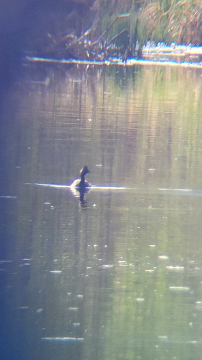 Eared Grebe - ML620174952