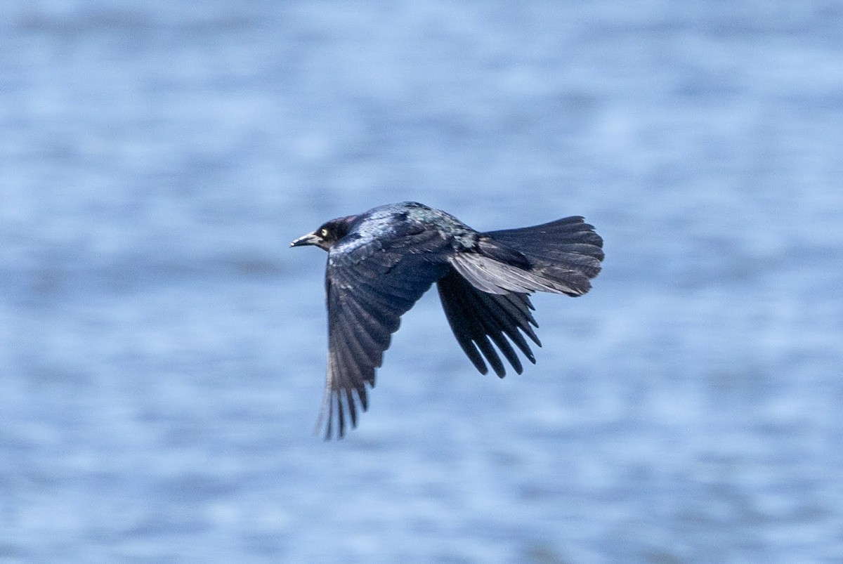 Boat-tailed Grackle - ML620174953