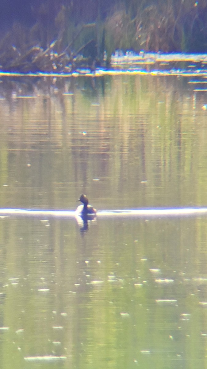 Eared Grebe - ML620174954