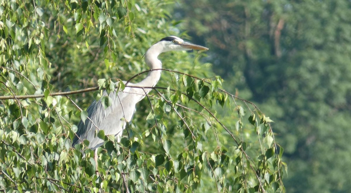 Gray Heron - ML620174982