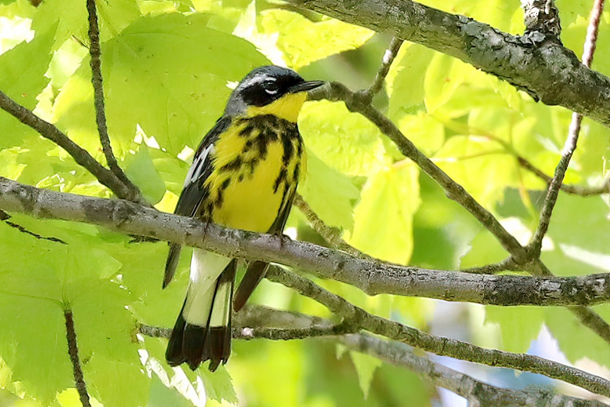 Magnolia Warbler - ML620174985