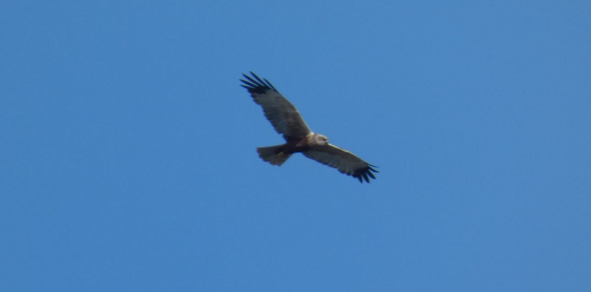 Western Marsh Harrier - ML620174987