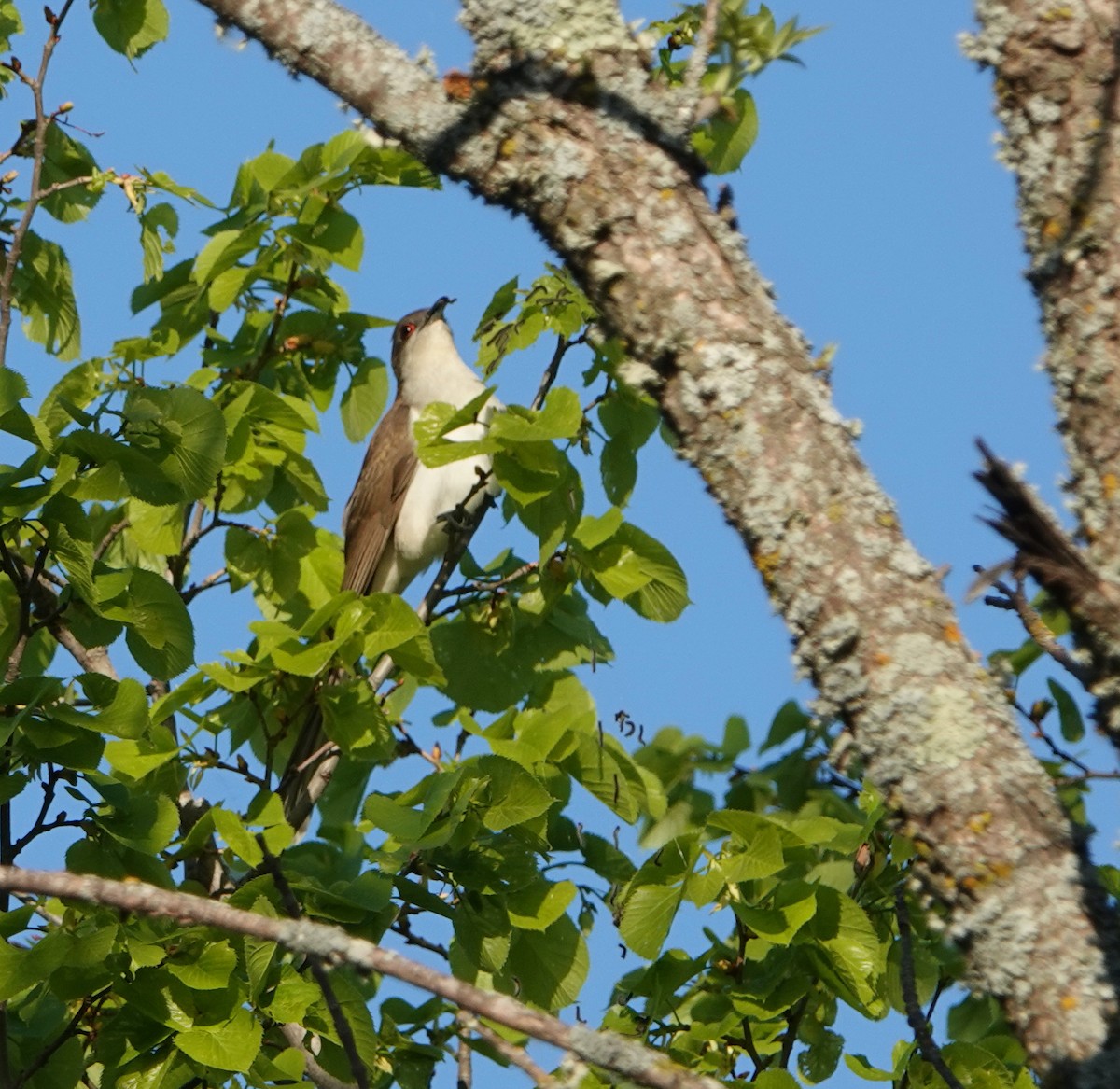 Black-billed Cuckoo - ML620174995