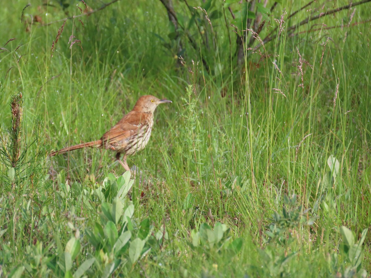 Brown Thrasher - ML620175001