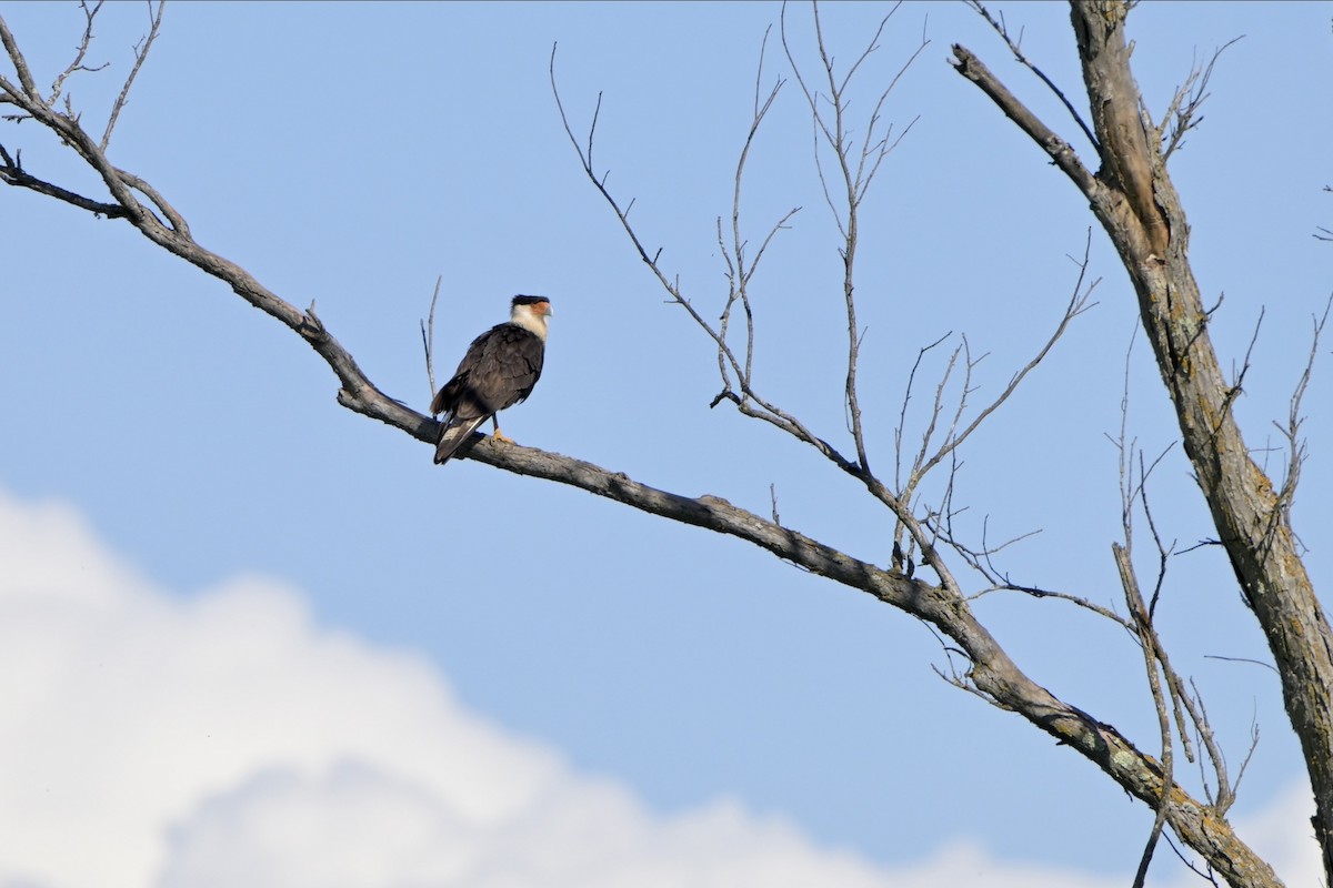 Crested Caracara - ML620175003