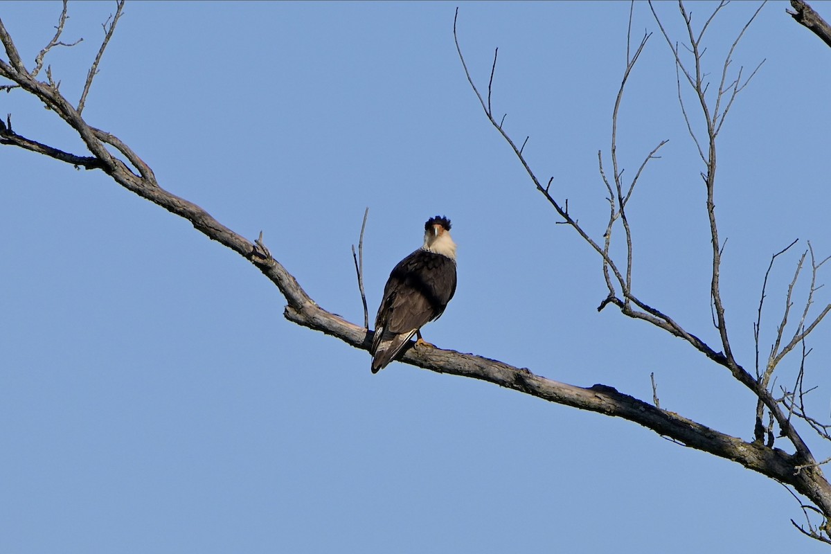 Crested Caracara - ML620175005