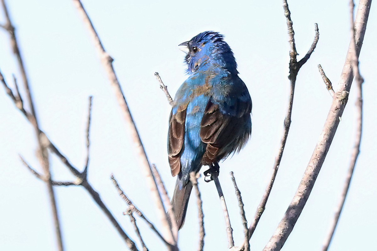 Indigo Bunting - ML620175007