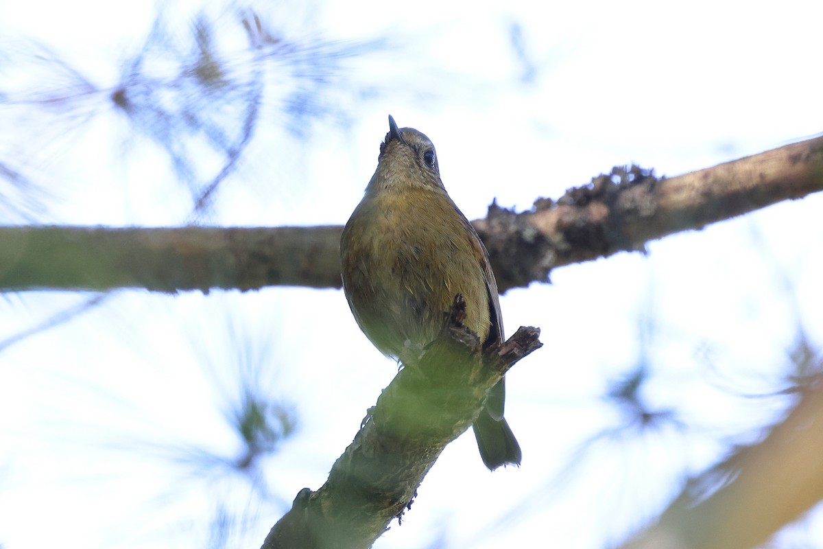 White-browed Bush-Robin (Taiwan) - ML620175008