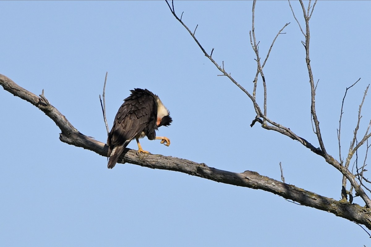 Crested Caracara - ML620175009