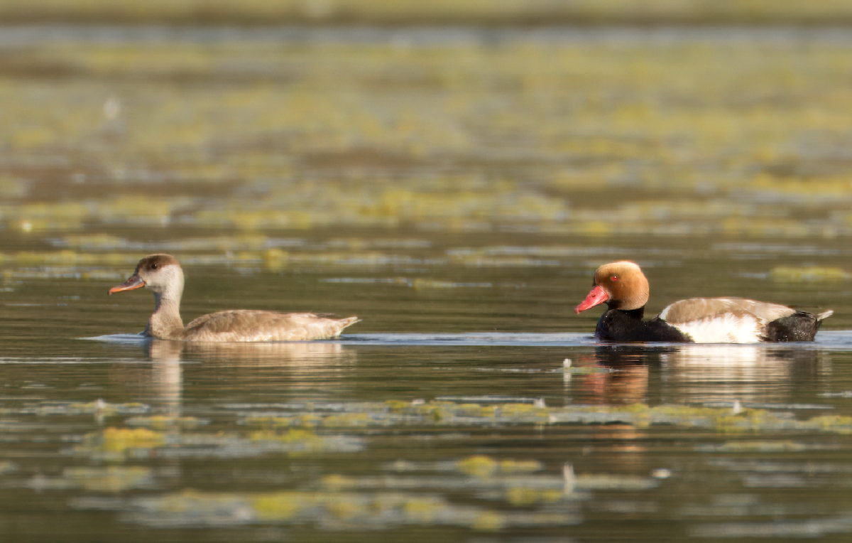 Red-crested Pochard - ML620175010