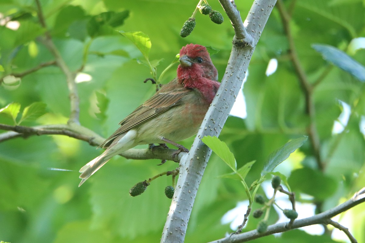 Common Rosefinch - ML620175013