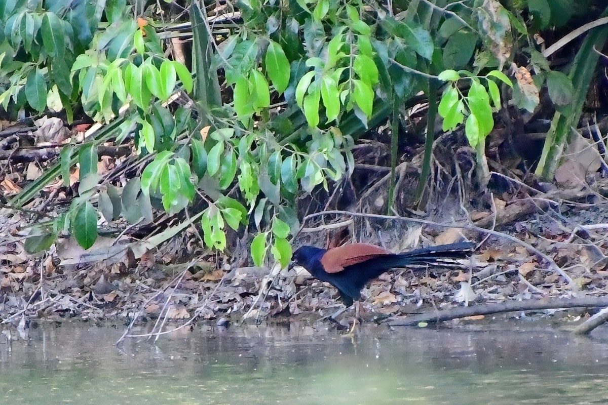 Greater Coucal - ML620175027