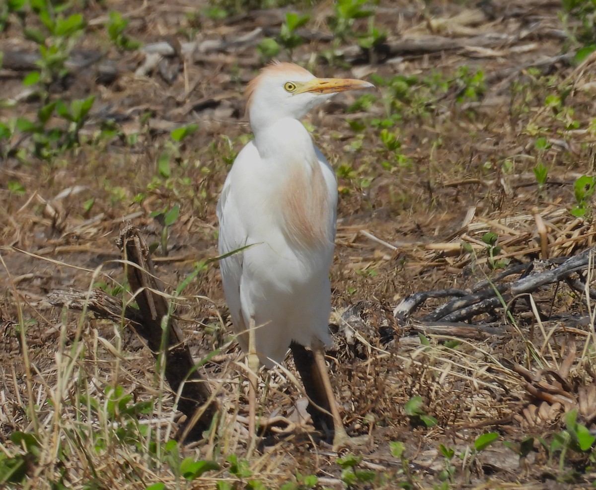 Western Cattle Egret - ML620175028