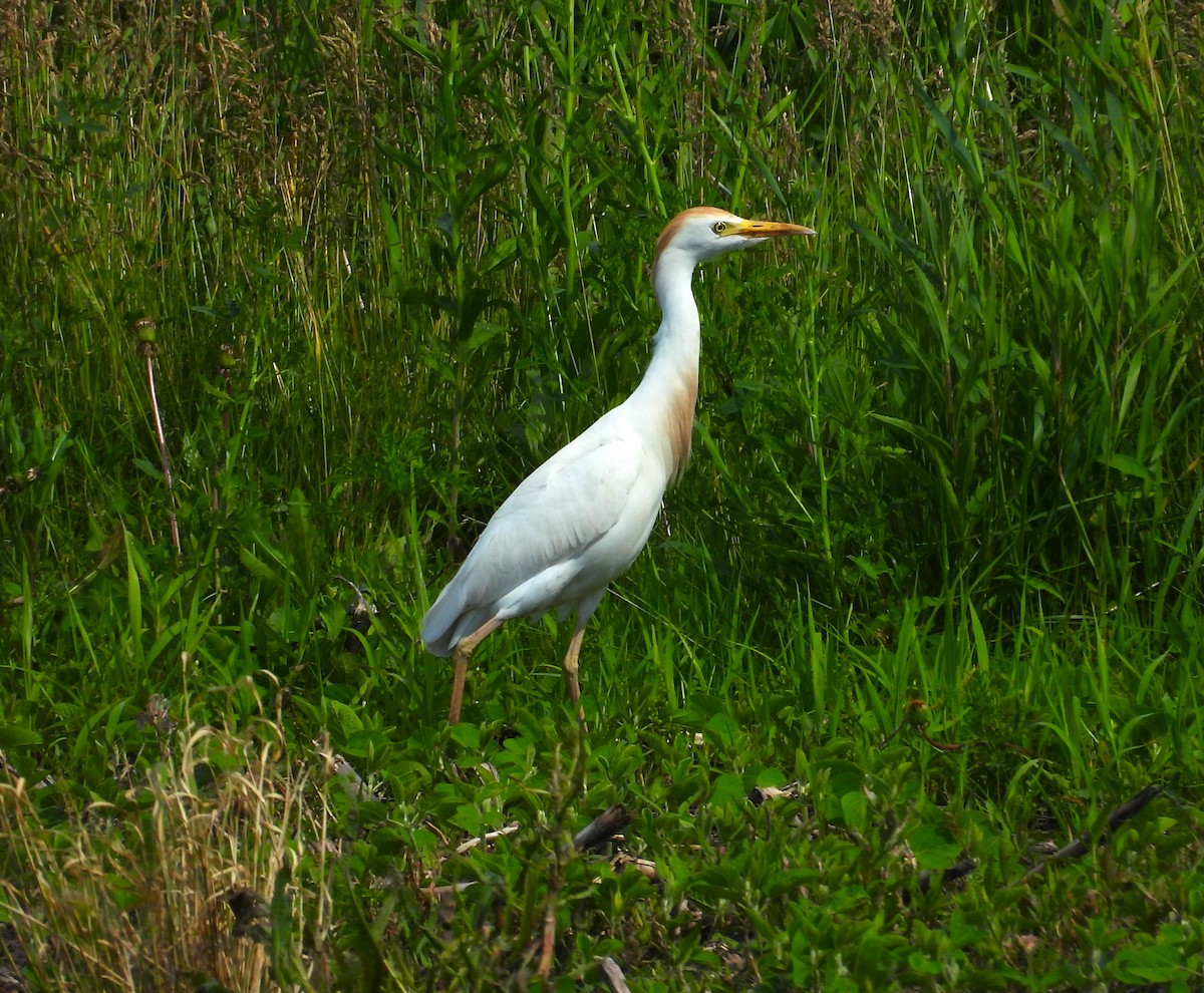 Western Cattle Egret - ML620175029